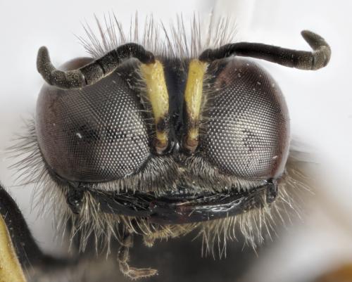 Crabro peltatus